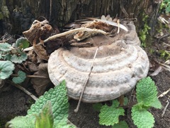 Ganoderma applanatum