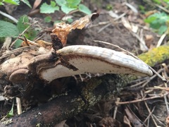 Ganoderma applanatum