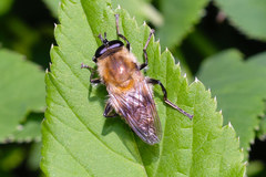 Criorhina floccosa