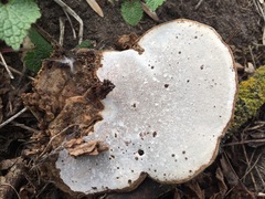 Ganoderma applanatum