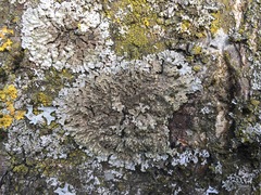 Physconia enteroxantha