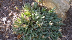 Corpuscularia lehmannii