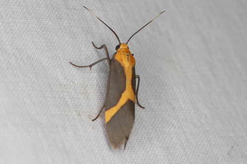 Angel Lichen Moth