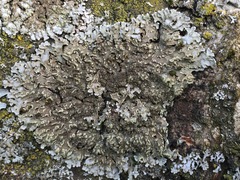 Physconia enteroxantha
