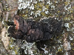 Physconia enteroxantha