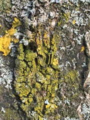 Candelariella xanthostigma