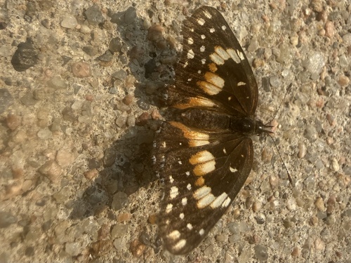 Bordered Patch