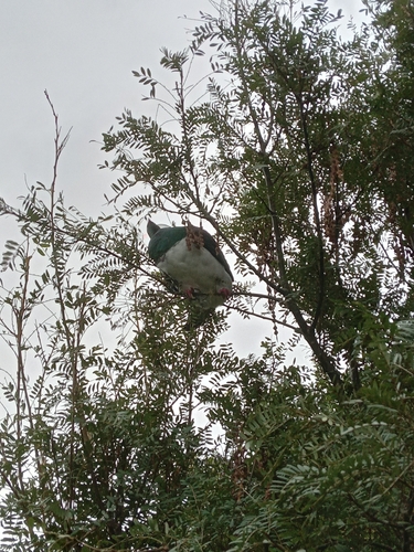 New Zealand Pigeon