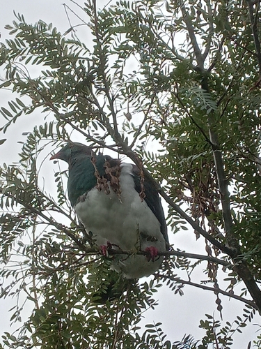 New Zealand Pigeon