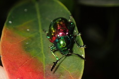 Platycorynus sauteri