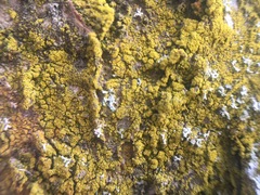 Candelariella xanthostigma