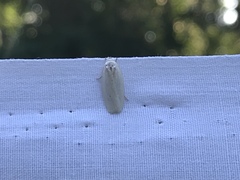 Antaeotricha albulella