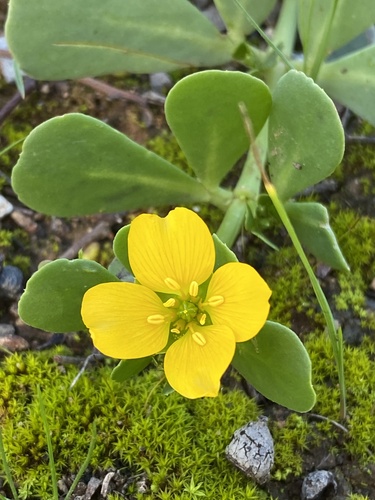 Pale twinleaf