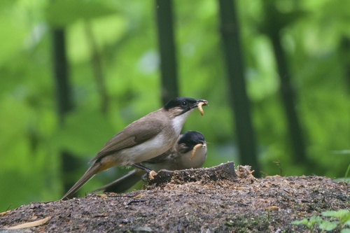 Brown-breasted Bulbul