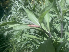 Xestia xanthographa