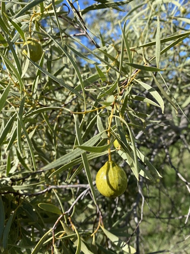 Desert Quandong