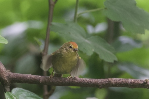 Rufous-capped Babbler