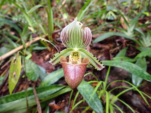 Paphiopedilum hennisianum