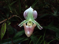 Paphiopedilum hennisianum, photograph (c) Paolo Co, some rights reserved (CC BY)
