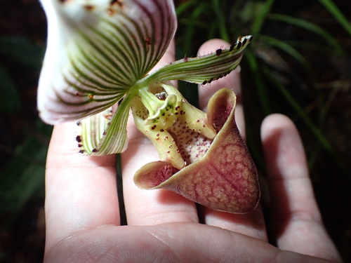 Paphiopedilum hennisianum, photograph 2