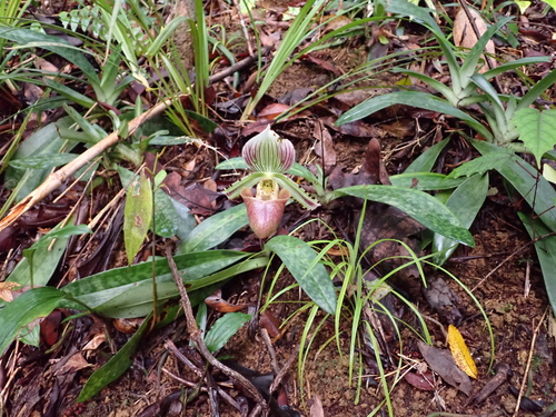 Paphiopedilum hennisianum, photograph 3