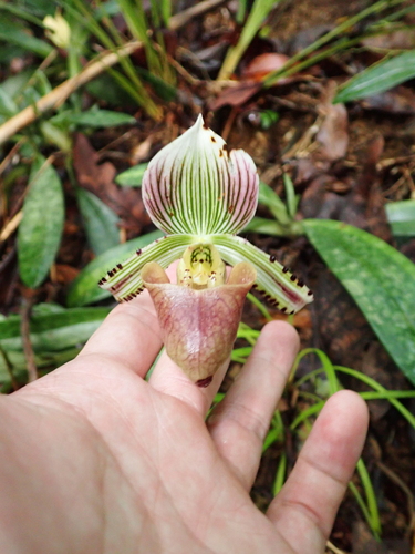 Paphiopedilum hennisianum, photograph 4