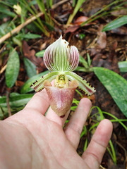 Paphiopedilum hennisianum, photograph (c) Paolo Co, some rights reserved (CC BY)