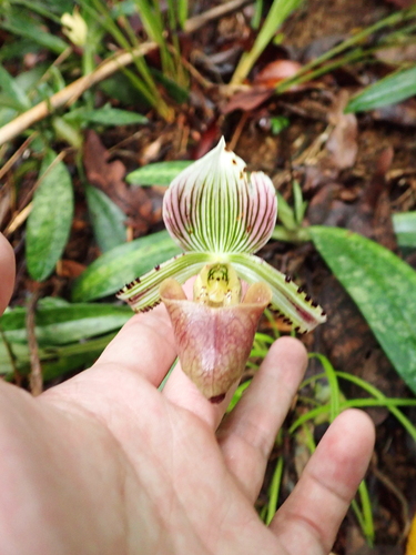 Paphiopedilum hennisianum, photograph 5