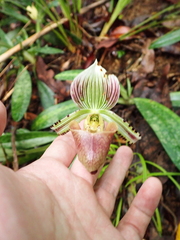 Paphiopedilum hennisianum, photograph (c) Paolo Co, some rights reserved (CC BY)