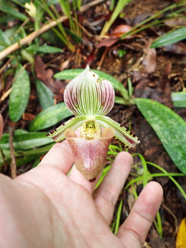 Paphiopedilum hennisianum, photograph 6
