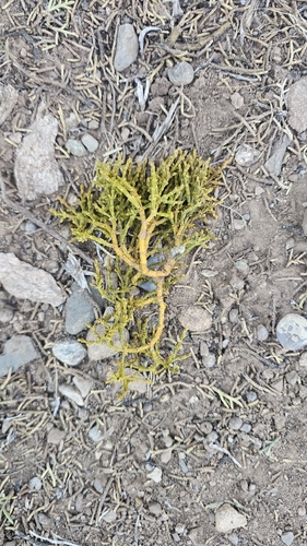 Phoradendron juniperinum, photograph 5