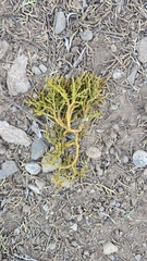 (c) Indio Brown, some rights reserved (CC BY) Phoradendron juniperinum, photograph (c) Indio Brown, some rights reserved (CC BY)