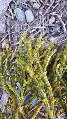 Phoradendron juniperinum, photograph 6