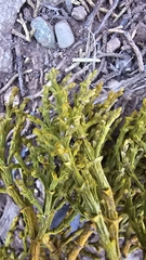 Phoradendron juniperinum, photograph (c) Indio Brown, some rights reserved (CC BY)