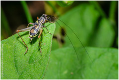 Phylloscyrtus amoenus