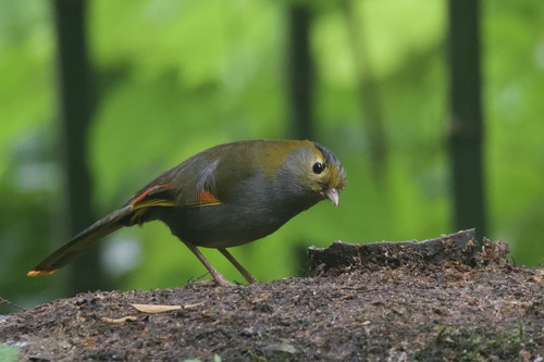 Emei Shan Liocichla