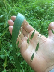 Avena sativa