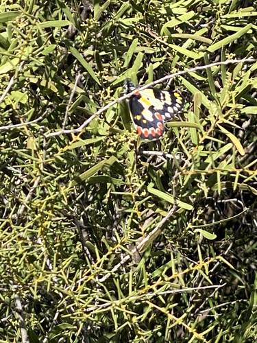 Red-spotted Jezebel