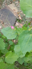 Pavonia lasiopetala