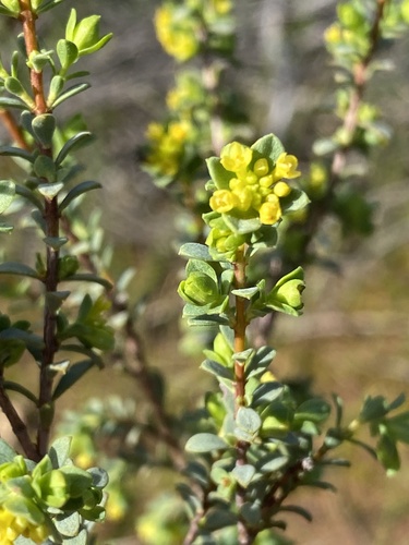 thyme riceflower
