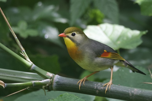Red-billed Leiothrix