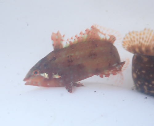 Dwarf wrasse (Doratonotus megalepis) — Labridae — 5