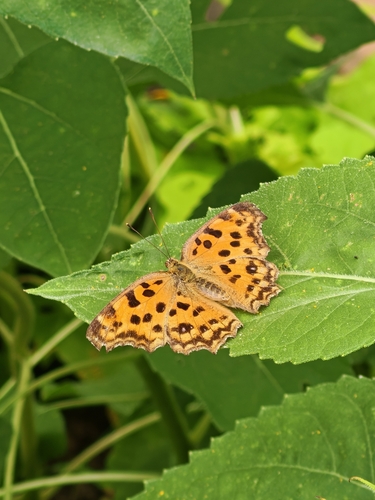 Asian Comma