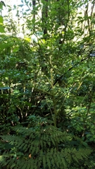Psychotria parvifolia