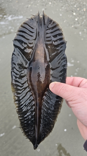 Australian Elephantfish