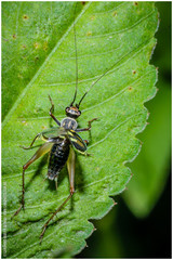 Phylloscyrtus amoenus