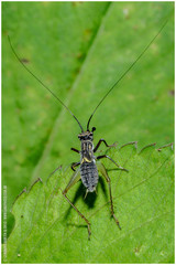 Phylloscyrtus amoenus