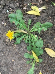 Taraxacum officinale