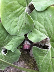 Asarum canadense reflexum