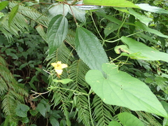 Thladiantha punctata